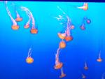 Jellies