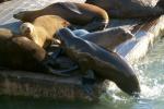 SeaLions