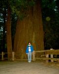 Redwood